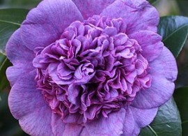 camellia j. dona herzilia de freitas magalhaes